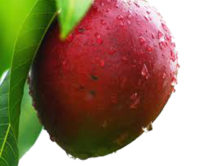 Mangue