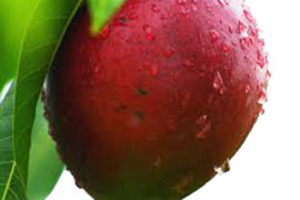 Mangue